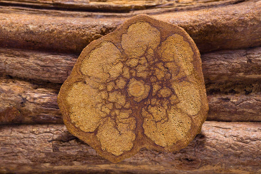 Introducing Banisteriopsis Caapi: Awake Healer PureVine