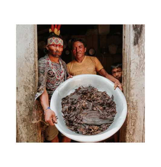 Indigenous people holding tobacco leaves for hape preparation