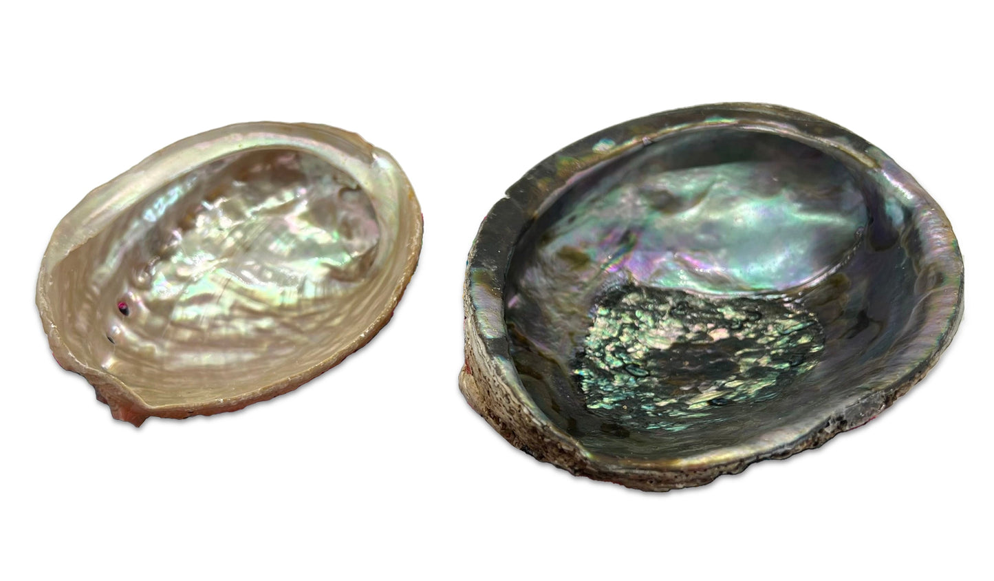 Natural Abalone Shell for Sacred Rituals and Ceremonies Awake Healer