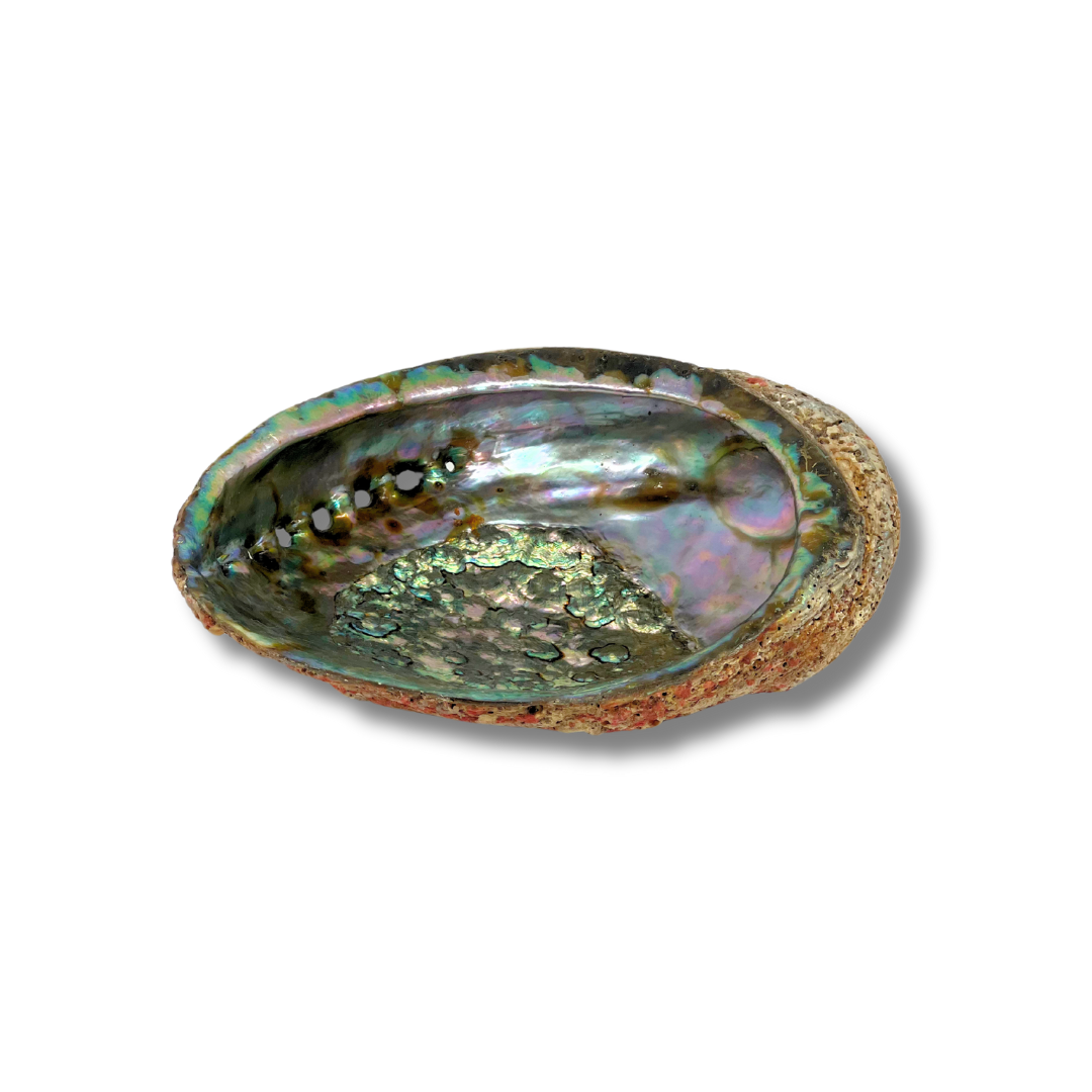 Natural Abalone Shell for Sacred Rituals and Ceremonies Awake Healer