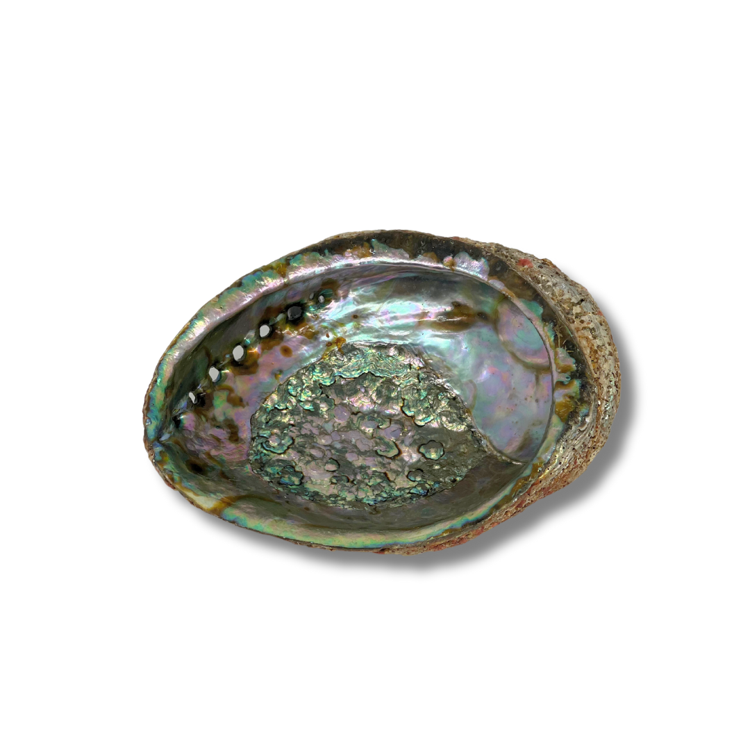 Natural Abalone Shell for Sacred Rituals and Ceremonies Awake Healer