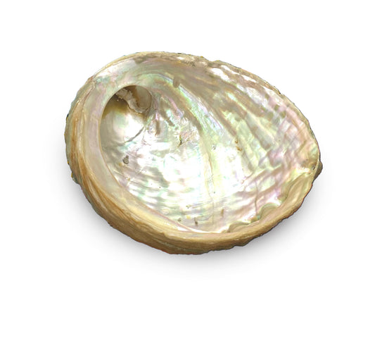Natural Abalone Shell for Sacred Rituals and Ceremonies Awake Healer