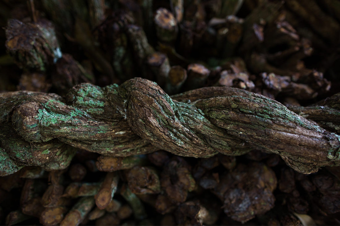 What is Ayahuasca (banisteriopsis caapi)?