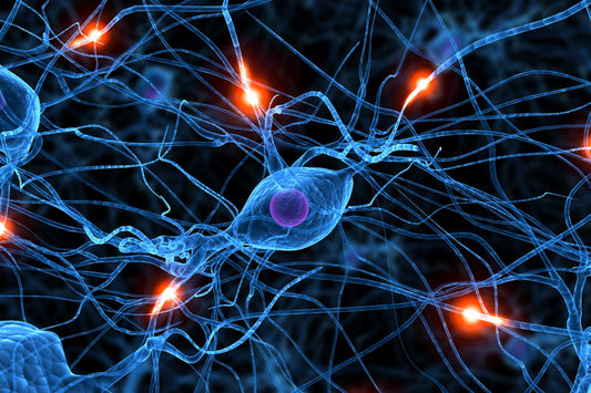 What Banisteriopsis Caapi (Ayahuasca Vine) Does To Your Brain