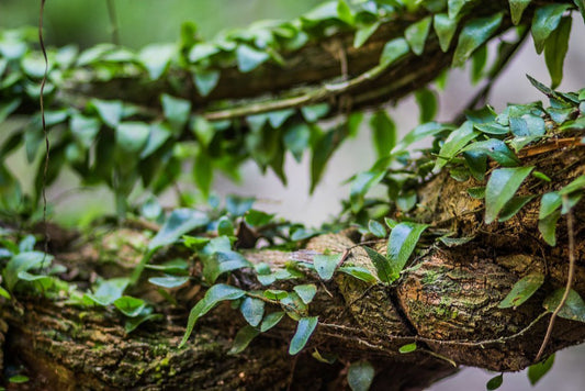 Microdosing Ayahuasca vs Ayahuasca Ceremony