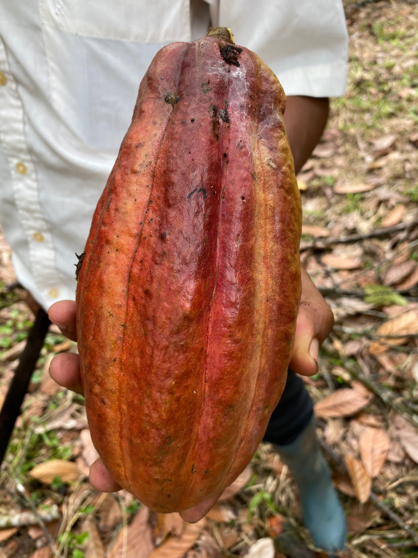 Cocoa pod held by a person with a natural outdoor background